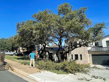 Tree Trimming, and dead branches and ball moss removal in Barton Creek Austin