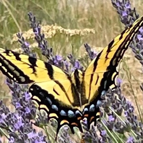 A vibrant yellow and black butterfly on purple flowers.