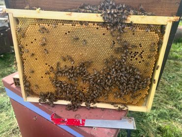 Plaque de couvain, Parfait!