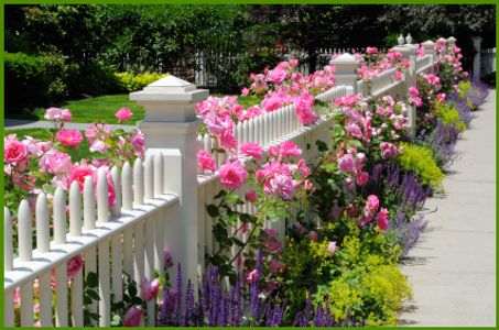 Flowers growing through a fence