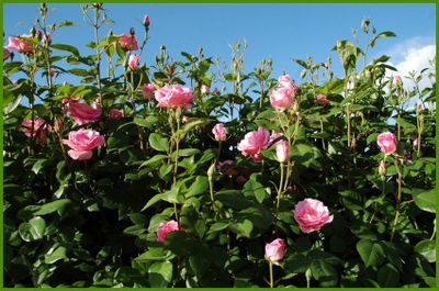 A bush of pink roses