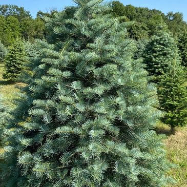 Concolor Fir Christmas Tree
