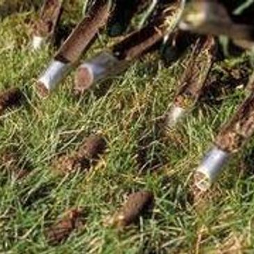 Close-up of grapevine cuttings prepared for planting on grass.