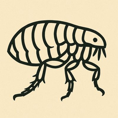 Line Drawing of flea in light yellow Circle