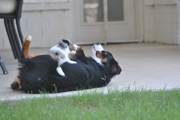 Small puppy lying on a bigger dog outside.