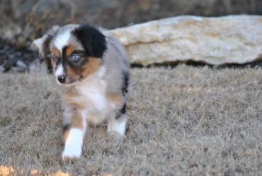 Cute Australian shepherd puppy with blue eyes walking on dry grass.