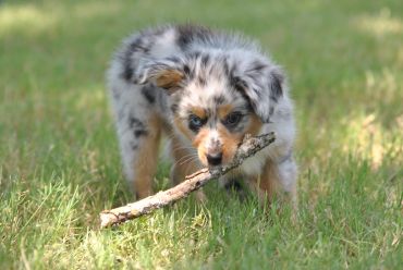 Puppy chewing a stick on grass