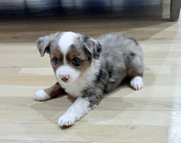 Adorable young puppy lying on wooden floor.