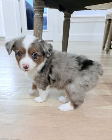 Adorable tricolor puppy indoors.
