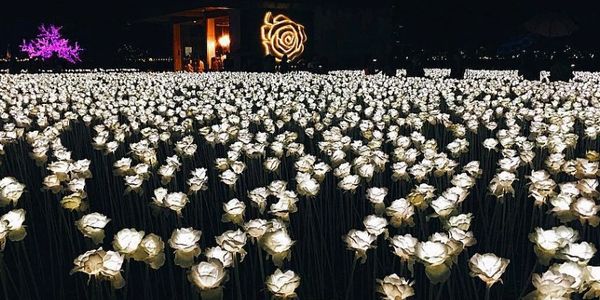 10,000 Roses