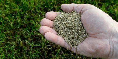 Lawn Seeding