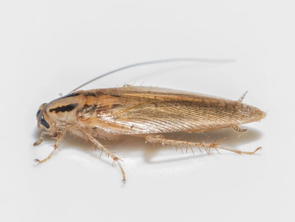 Image of a German Cockroache.