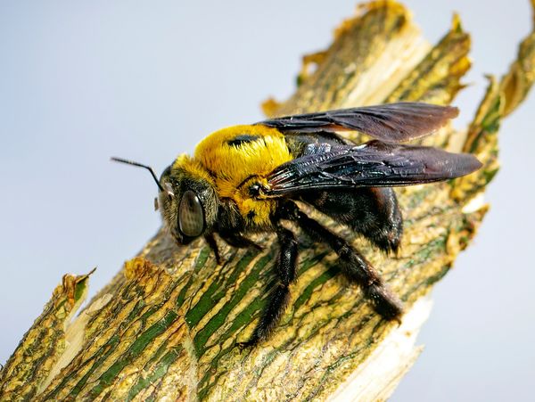 Image of a Carpenter Bee.