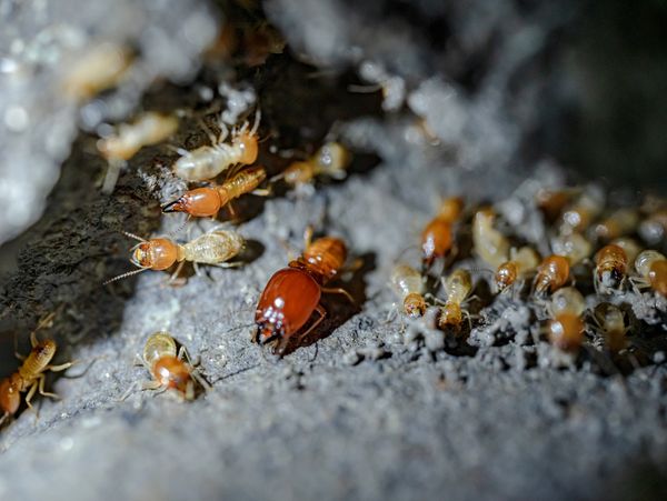 Image of Termites.