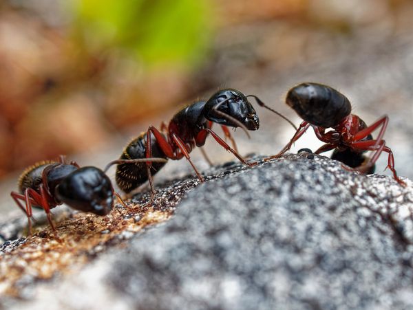 Image of Carpenter Ants.
