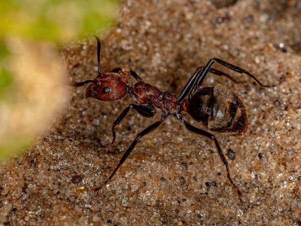Image of an Odorous House Ant.