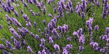 Photo of lavender plant, North Shore