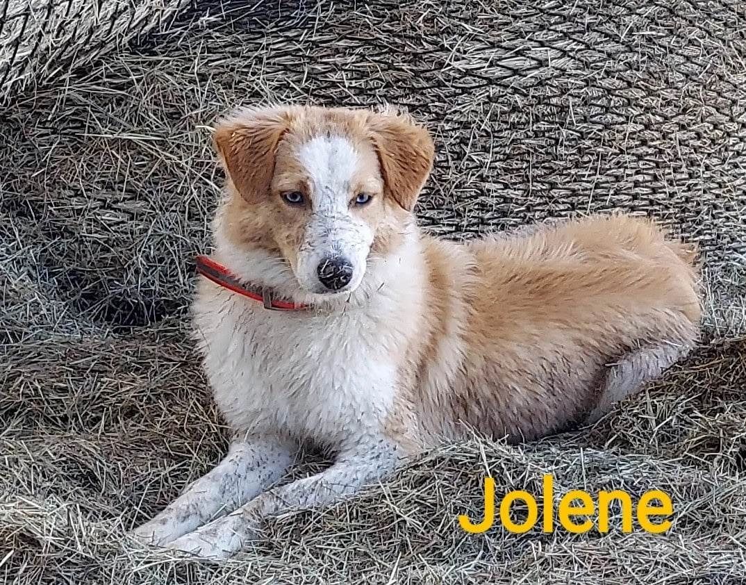 Brown and white dog lying on hay with a red collar.
