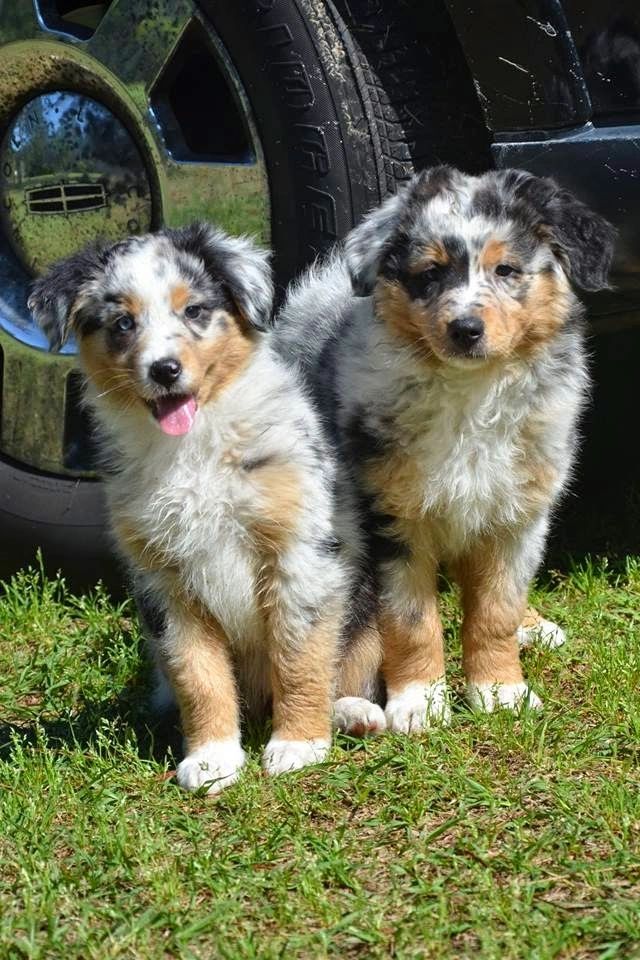 Two fluffy Australian Shepherd puppies standing on grass near a vehicle tire.