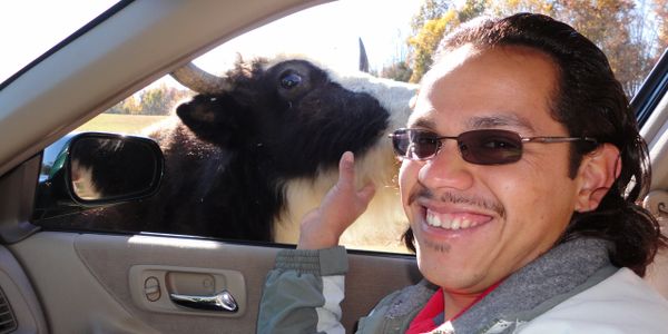 Smiling man with sunglasses touching a large steer with brown eyes