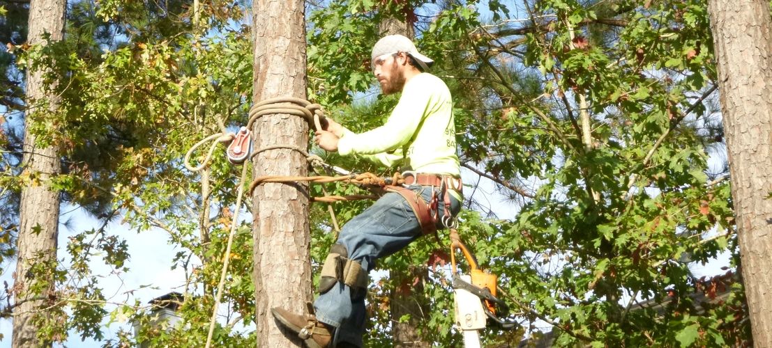 Bearded man in safety harness with chainsaw, boots, and safety glasses securing himself to pine tree