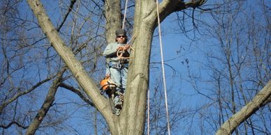 Man with safety glasses wearing blue jeans and boots carrying a chainsaw is in a tall tree safely.