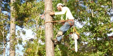 Man with safety boots using a pulley system safety harness to keep himself safe climbing a pine tree