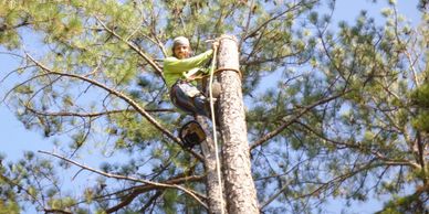 Man wearing yellow shirt using safety harness and ropes to secure himself atop a tall pine tree