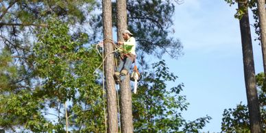 Bearded man with chainsaw and boots using a safety harness to secure himself to a tall pine tree.
