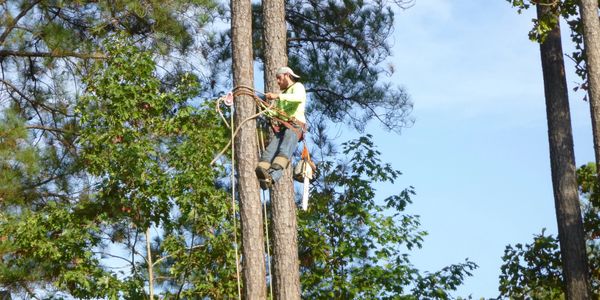 Man wearing hat and blue jeans in safety harness climbing a pine tree carrying a chainsaw