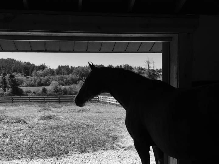black and white picture of horse