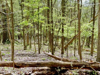 Batey Farm Wooded Upper 38 | Hendersonville, TN | photo by Susan Olivas