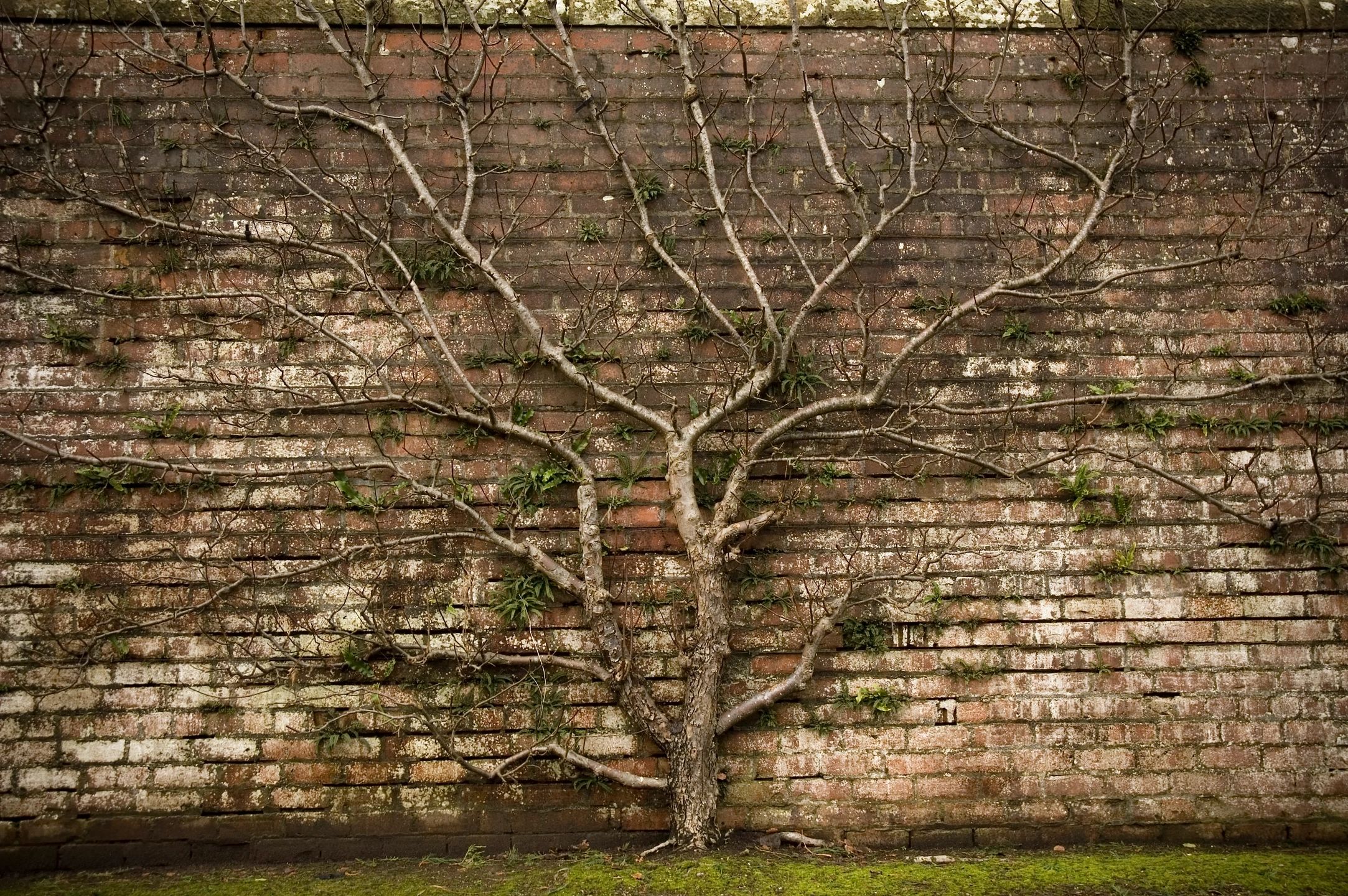 A tree against a wall