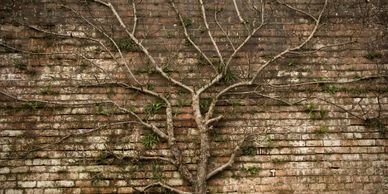 A large vine growing up a brick wall, creating a tree shape.  This describes our practice areas.