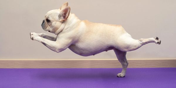 Small French bulldog running at full speed from the right side to the left side with three paws in the air and one barely touching. 