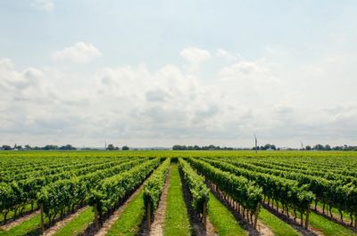 Exquisitely maintained vineyard, perfect for producing the highest quality Texas fruit