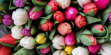 Multiple color tulips