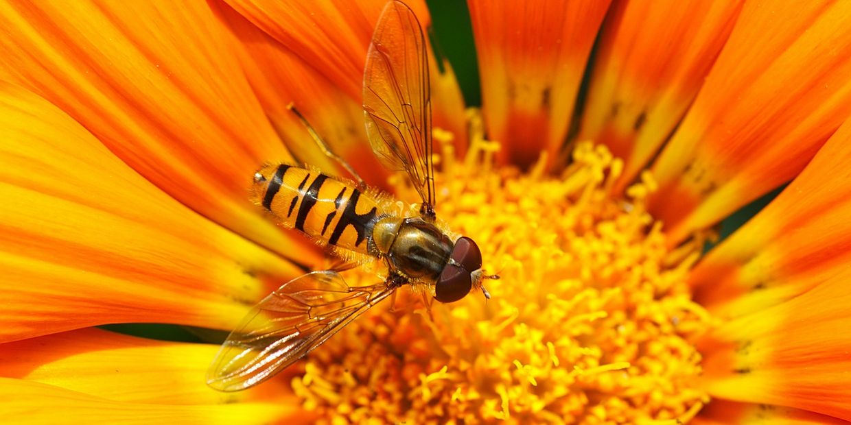closeup shot of a honey bee on the flower 