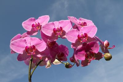 The following links provide invaluable information for orchid enthusiasts:
 

