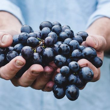 Hand holding a bunch of grapes.