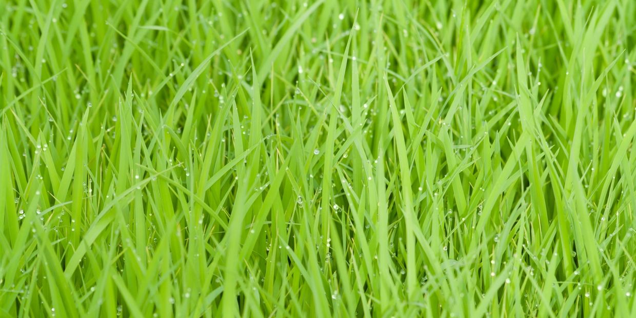 grass 
