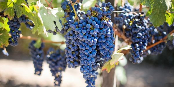 Hybrid grapes, Vitis Labrusca, Native grapes, Cold Hardy Grapes. Midwest Vineyards Consulting.
