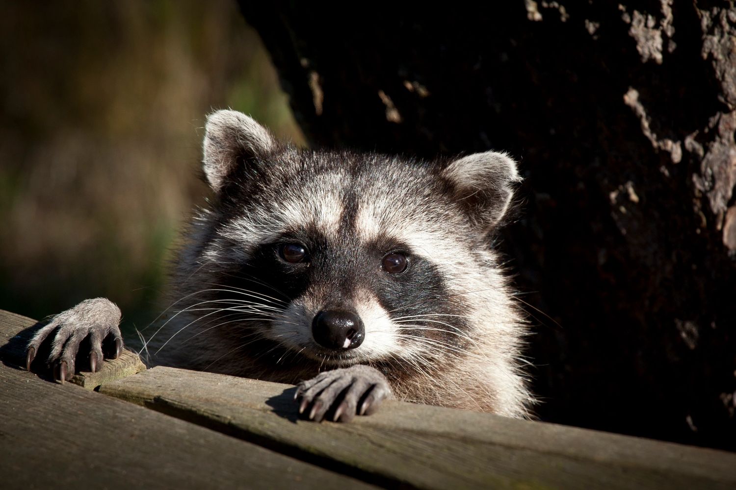 Raccoon standing near tree with paws on wooden deck and looking at camera
