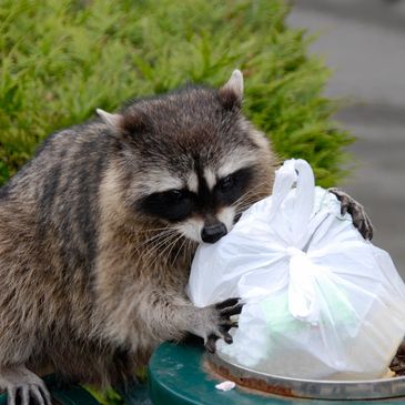 Raccoon digging through a trash can