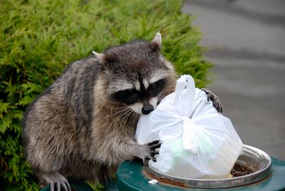 Raccoon (Procyon lotor) raiding a trash can containing a food laden trash bag. 
