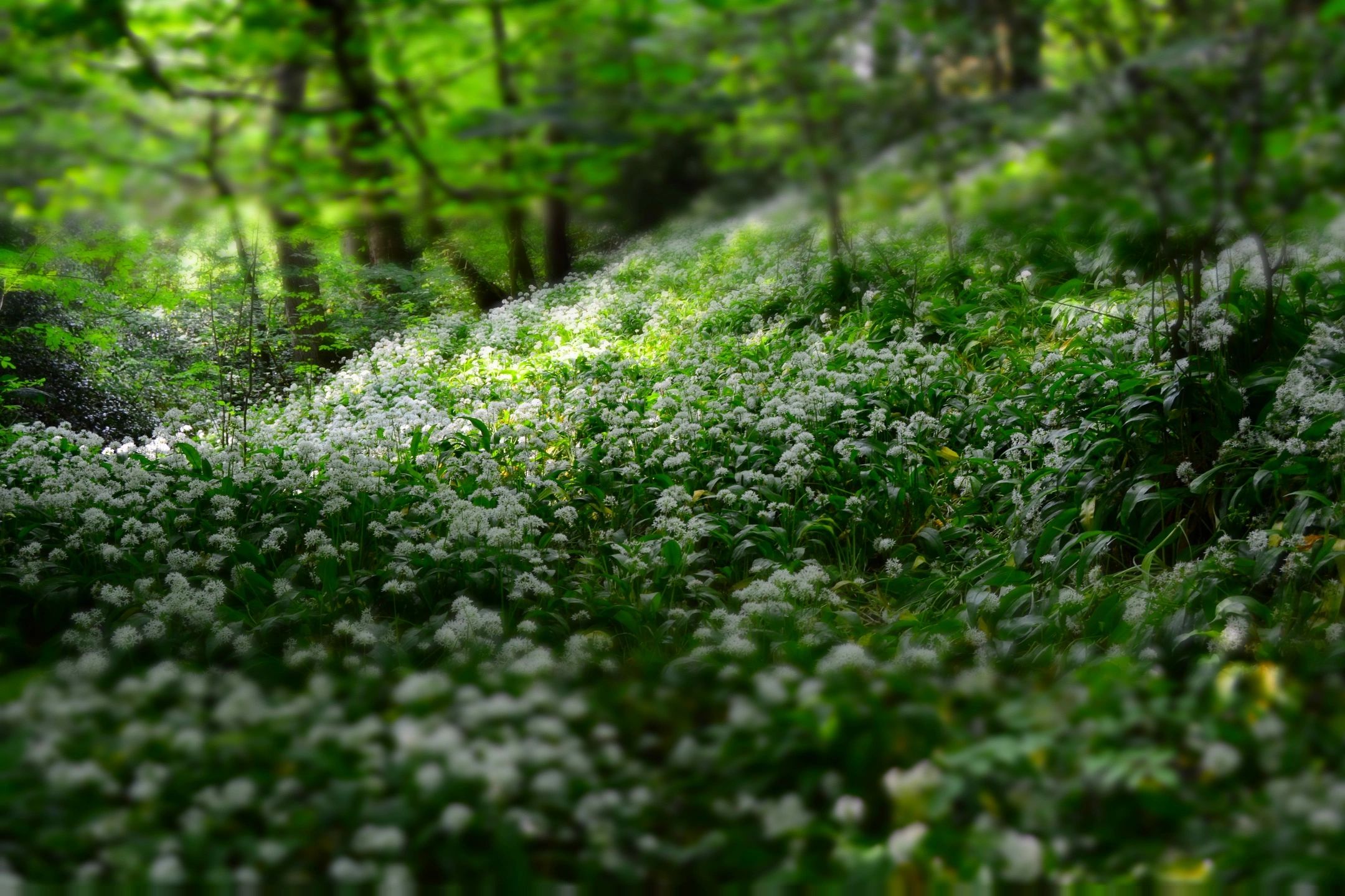 Waldboden mit blühendem Bärlauch