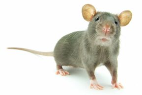 Rat Control Treatment in Surat City