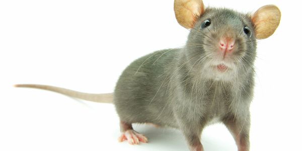 Rodent Control-Residential and Commercial Pest Control