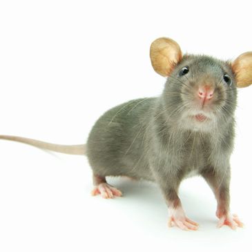 rodent control, mouse mice 