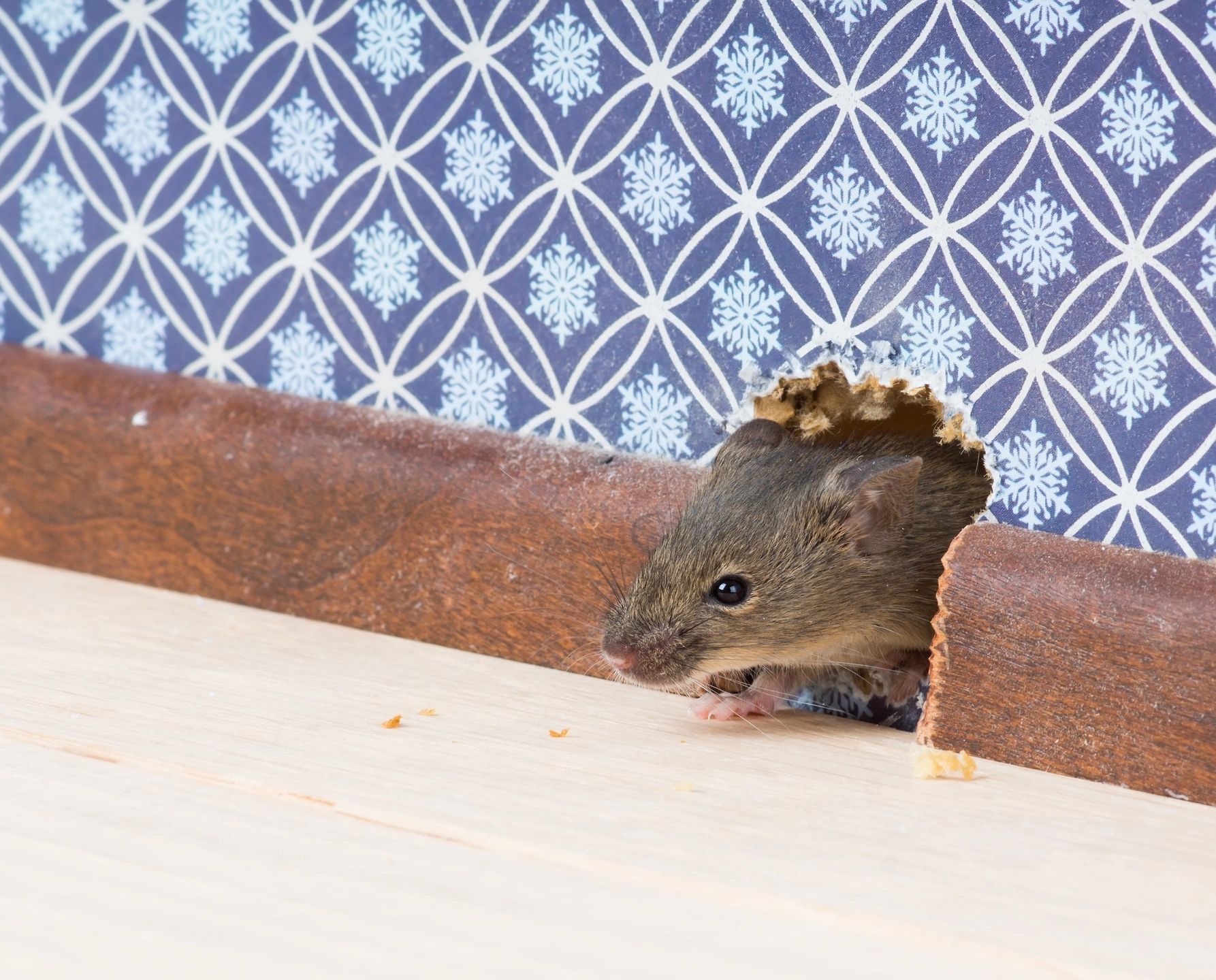 Rodent Control – Mice and Rats - Maine Bed Bugs and Pest Control